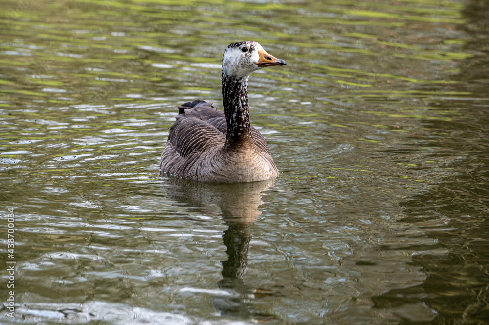 Cross breeding with a Canada goose, Embden goose hybrid Cross breeding with a Canada goose, Embden goose hybrid