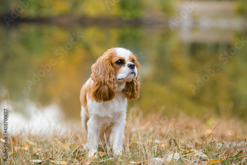 Valokuva cavalier king charles spaniel. little dog on October background