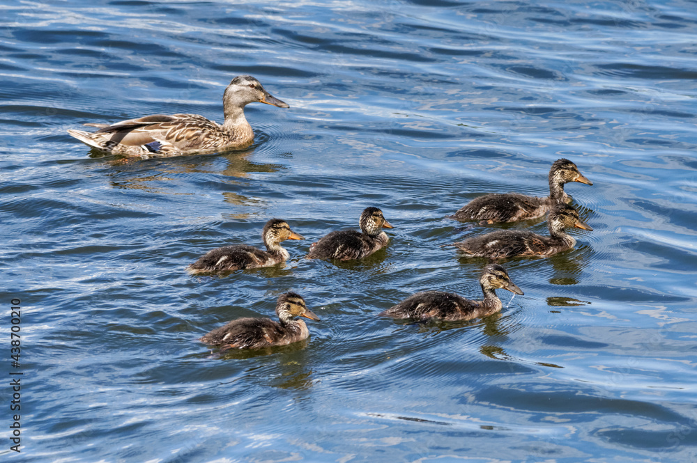 Female mallard with young ducklings swimming in lake Female mallard with young ducklings swimming in lake