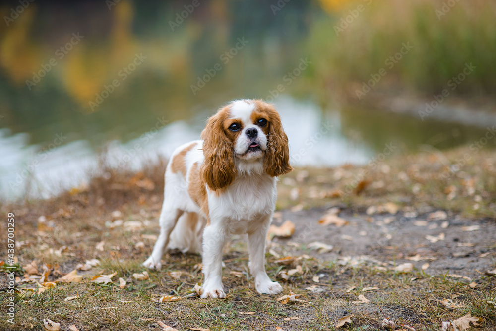cavalier king charles spaniel. little dog background of an autumn landscape near the lake