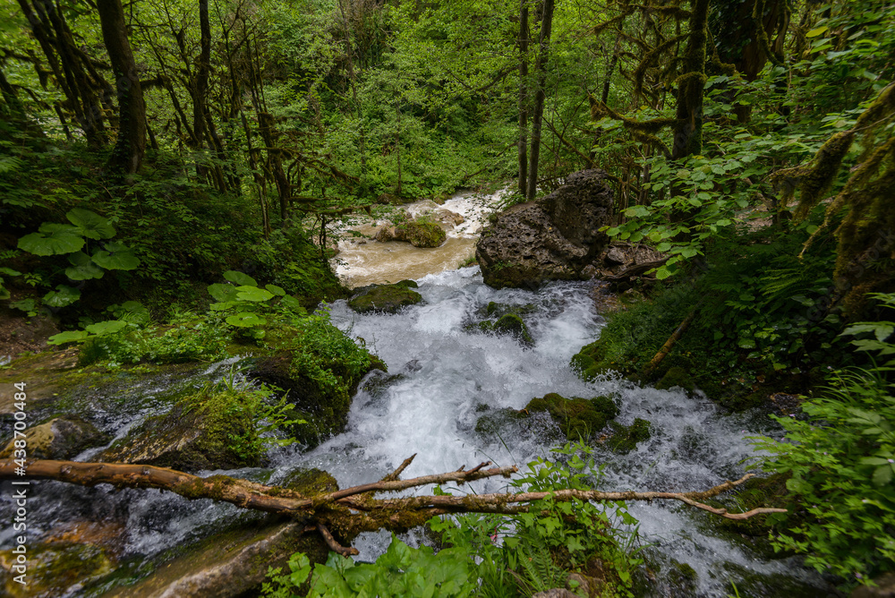 Obraz premium Rapid flow of a mountain river in the middle of a green forest