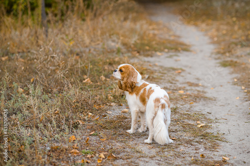 Photo cavalier king charles spaniel. little dog on October background