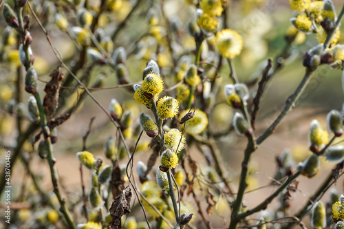 Male flowering catkins on a willow tree, goat willow, pussy willow or great sallow, Salix caprea photo