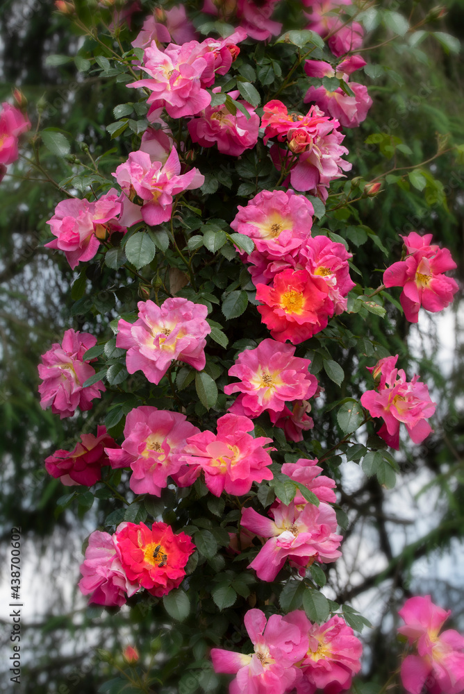Vivid pink climbing rose flower in full blooming. Beautiful rose blossoms. Vivid pink climbing rose flower in full blooming. Beautiful rose blossoms.