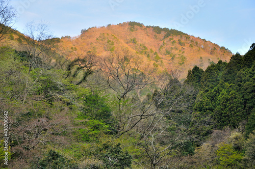 新緑の丹沢 寄沢より朝焼けの檜岳 丹沢 寄沢より檜岳 