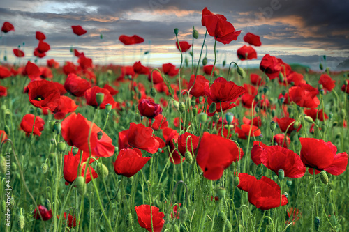 Background with field with poppys