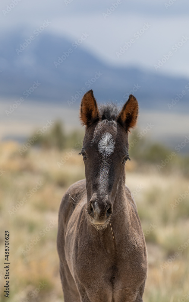 Cute Wild Horse Foal in the Utah Desert