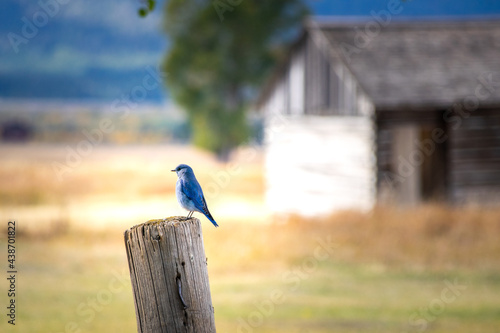 Blue Bird