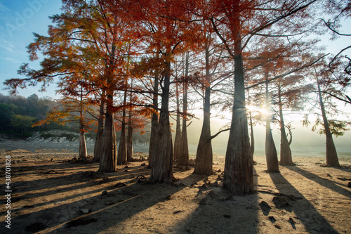 Quadro su tela Taxodium distichum (bald cypress; cipre in Louisiana) is a deciduous conifer near Anapa (Sukko  village)