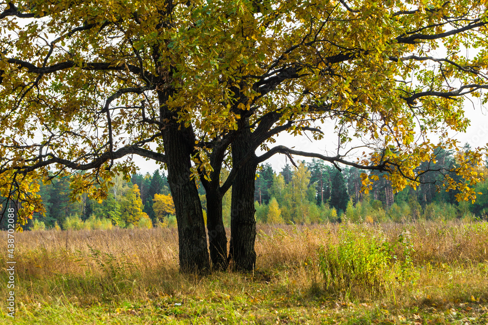 Relic oaks with lush crowns illuminated by the cold autumn sun.Beautiful ancient oak grove Golden autumn.
Relic oaks with lush crowns illuminated by the cold autumn sun.Beautiful ancient oak grove Golden autumn.
