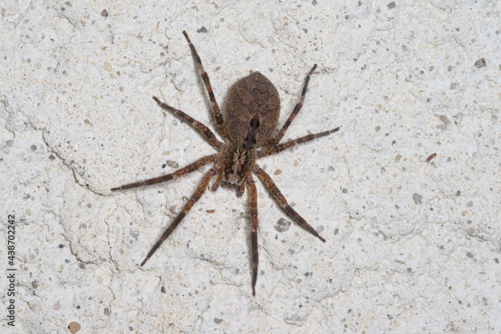 Une araignée Zoropse épineuse sur un mur (Zoropsis spinimana) Stock ...