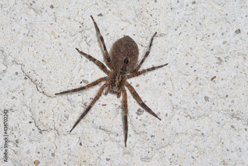 Une araignée Zoropse épineuse sur un mur (Zoropsis spinimana)