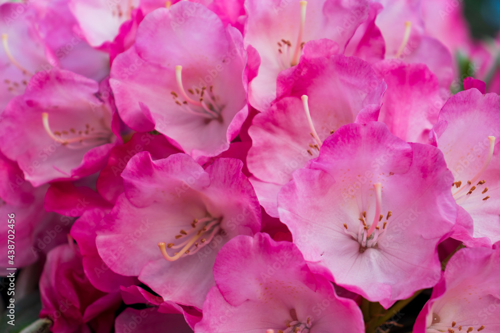 The name of these flowers is Rhododendron. These Rhododendrons name is Peach pie.