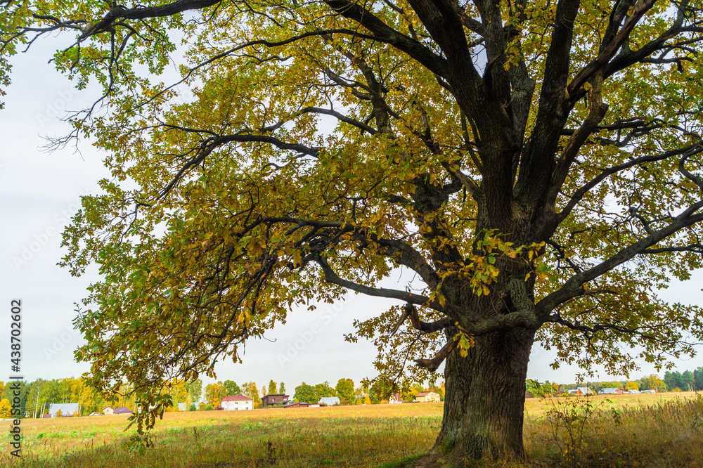 Obraz premium Relic oaks with lush crowns illuminated by the cold autumn sun.Beautiful ancient oak grove Golden autumn. 
