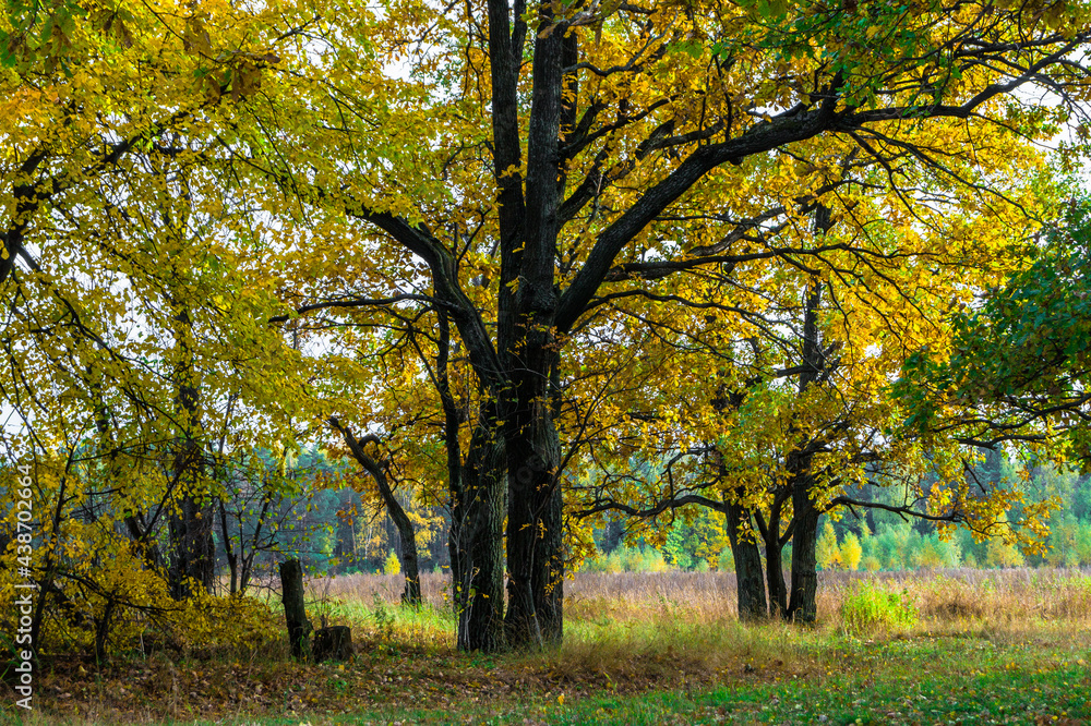 Relic oaks with lush crowns illuminated by the cold autumn sun.Beautiful ancient oak grove Golden autumn.	