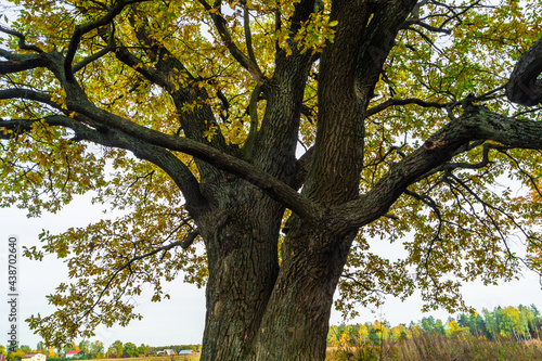 Relic oaks with lush crowns illuminated by the cold autumn sun.Beautiful ancient oak grove Golden autumn. 