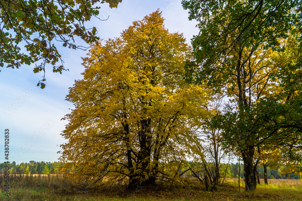 Relic oaks with lush crowns illuminated by the cold autumn sun.Beautiful ancient oak grove Golden autumn.