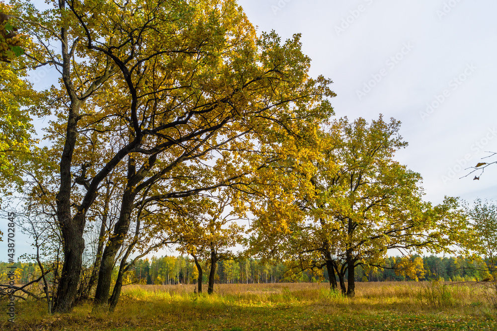 Relic oaks with lush crowns illuminated by the cold autumn sun.Beautiful ancient oak grove Golden autumn. Relic oaks with lush crowns illuminated by the cold autumn sun.Beautiful ancient oak grove Golden autumn.