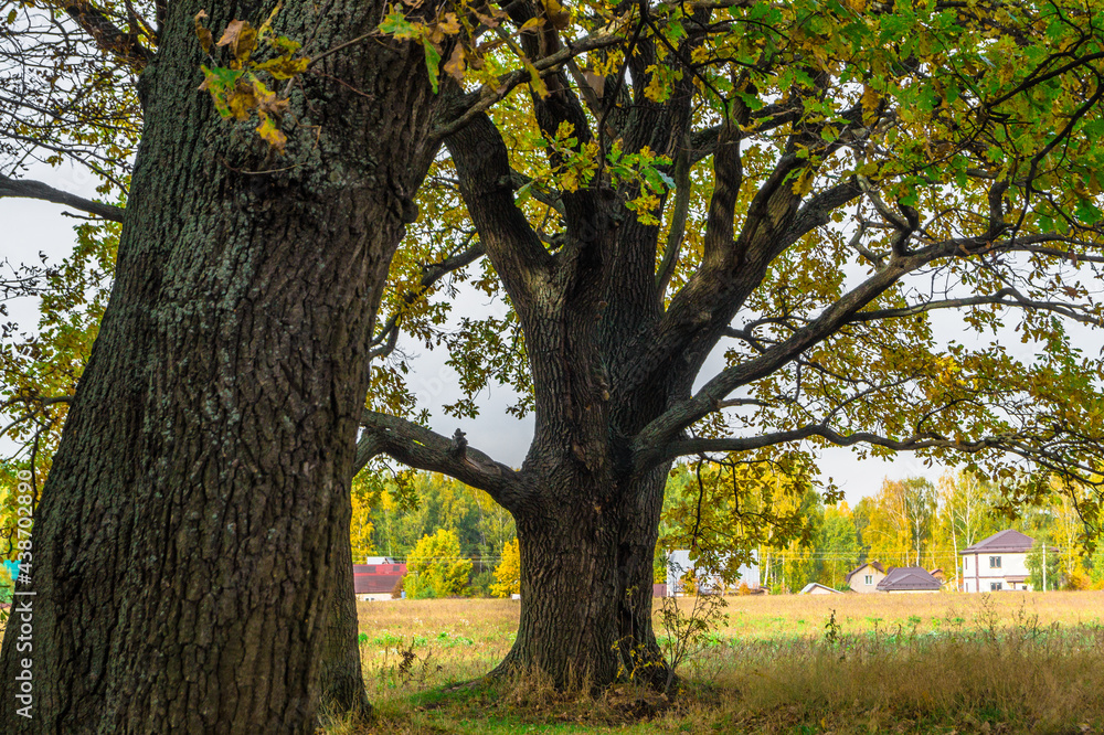 Relic oaks with lush crowns illuminated by the cold autumn sun.Beautiful ancient oak grove Golden autumn.