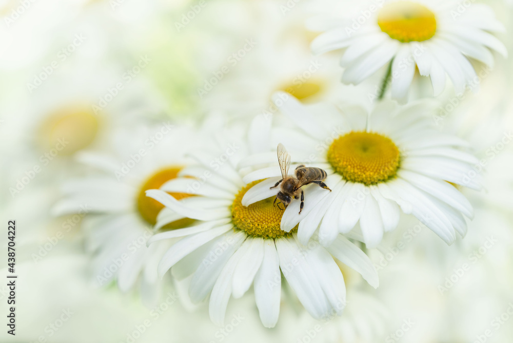 Fototapeta premium A bee on white Daisy flower.