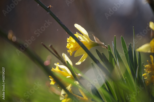 yellow daffodils in early spring
