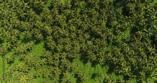 Wallpaper Mural zenith view of palms in Dominican Republic  Torontodigital.ca