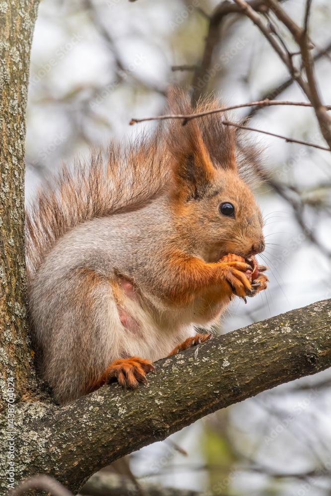 The squirrel with nut sits on a branches in the spring or summer. The squirrel with nut sits on a branches in the spring or summer.