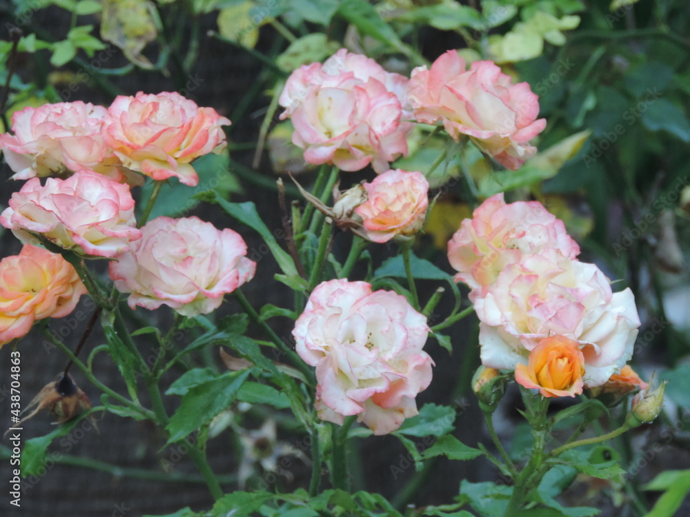 Obraz premium Flowers