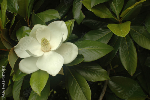 A white magnolia bloomed among the green leaves of the tree. A magnolia tree on a branch in the park.