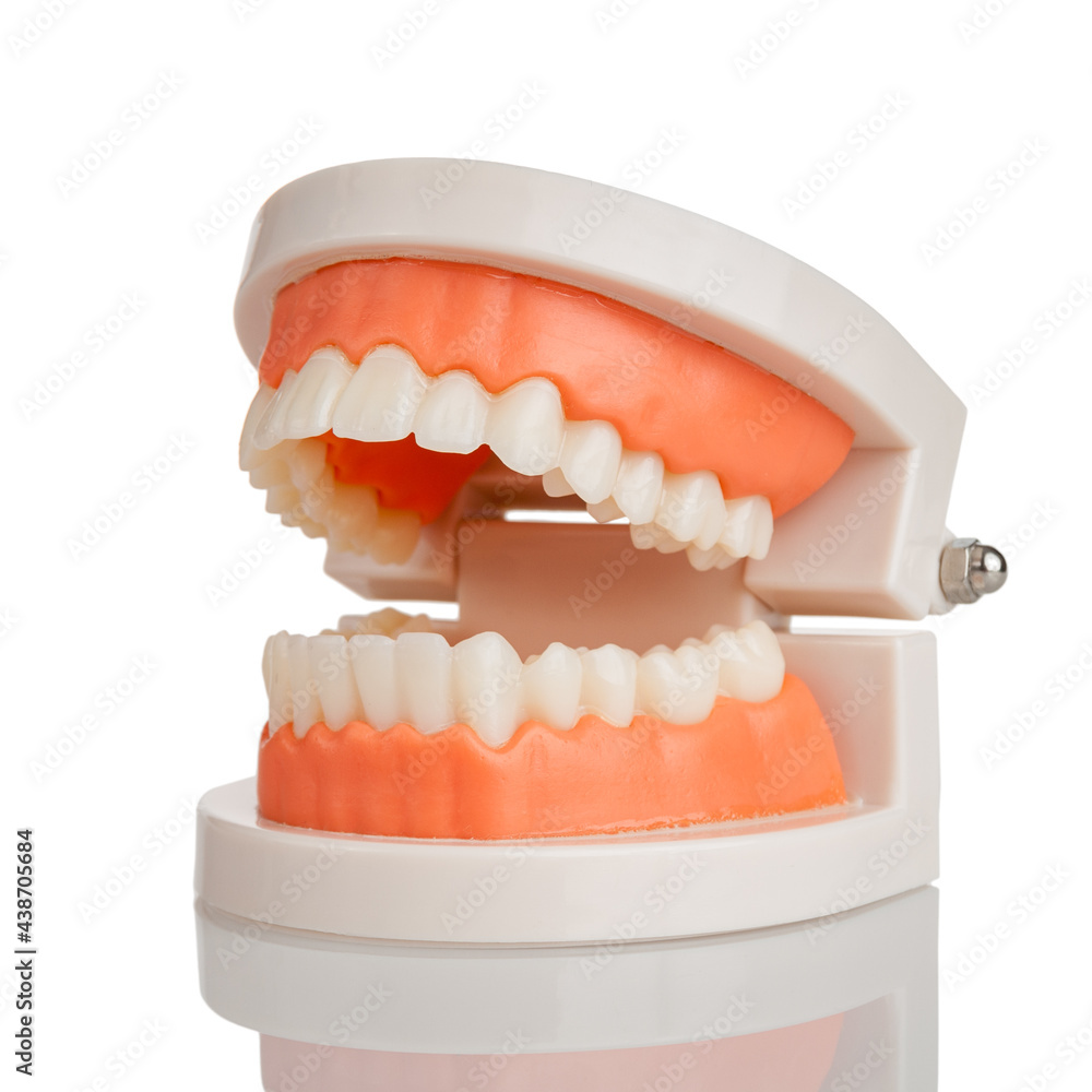 dental model jaws with human teeth, isolated on a white background