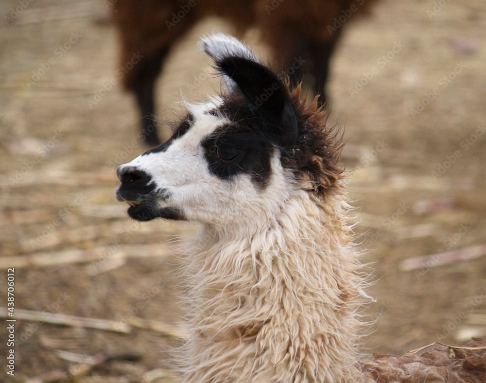 Fototapeta premium Patagonia wildlife. Fury mammals. closeup view of a mountain llama. Its long neck and beautiful white, brown and black fur.