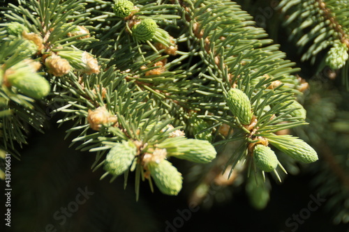 branch of a pine