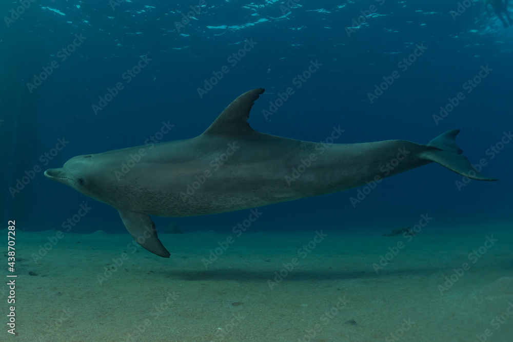 Dolphin swimming in the Red Sea, Eilat Israel
Dolphin swimming in the Red Sea, Eilat Israel