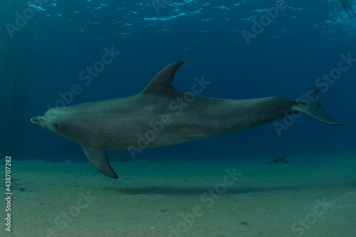 Dolphin swimming in the Red Sea, Eilat Israel 