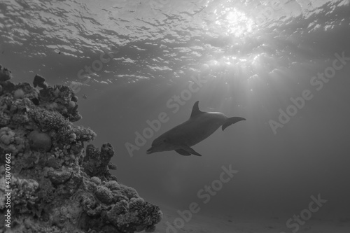 Dolphin swimming in the Red Sea  Eilat Israel 