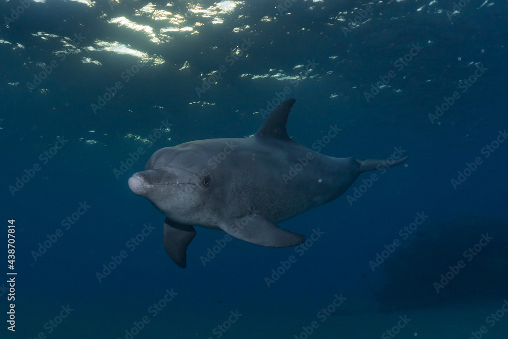 Obraz premium Dolphin swimming in the Red Sea, Eilat Israel 