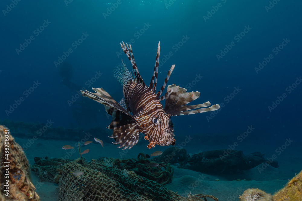 Lionfish in the Red Sea colorful fish, Eilat Israel
Lionfish in the Red Sea colorful fish, Eilat Israel
