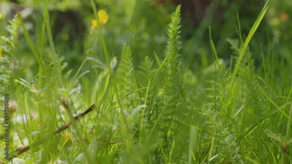 Ferns and buttercups by the canal Ferns and buttercups by the canal