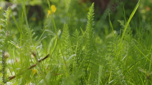 Ferns and buttercups by the canal