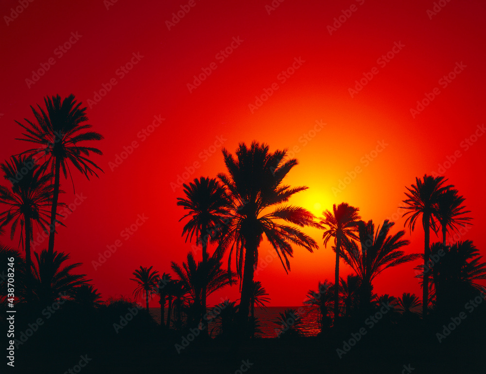 date palms, silhouette, dawn, 