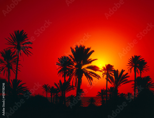date palms, silhouette, dawn, 