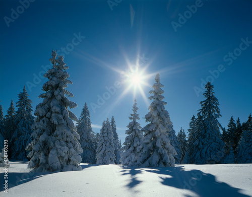 winter forest, snow, back light,  © VisualEyze