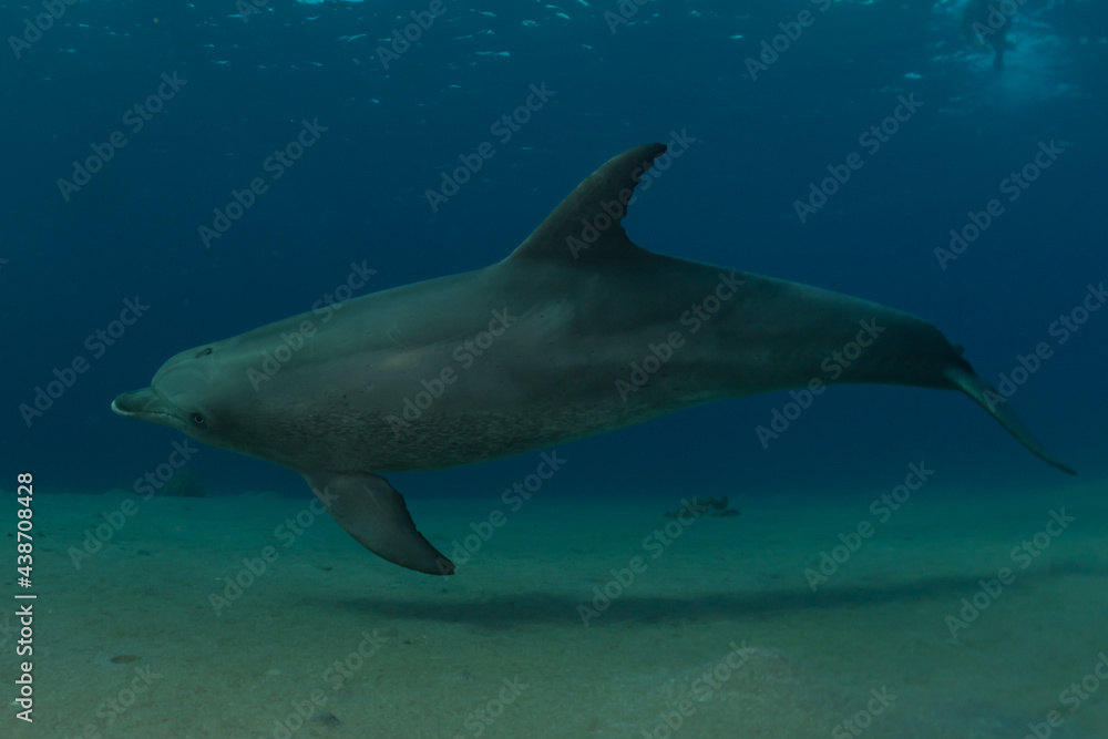 Dolphin swimming in the Red Sea, Eilat Israel
Dolphin swimming in the Red Sea, Eilat Israel