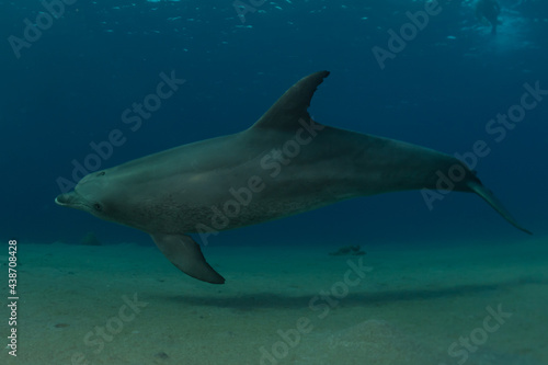Dolphin swimming in the Red Sea, Eilat Israel  © yeshaya