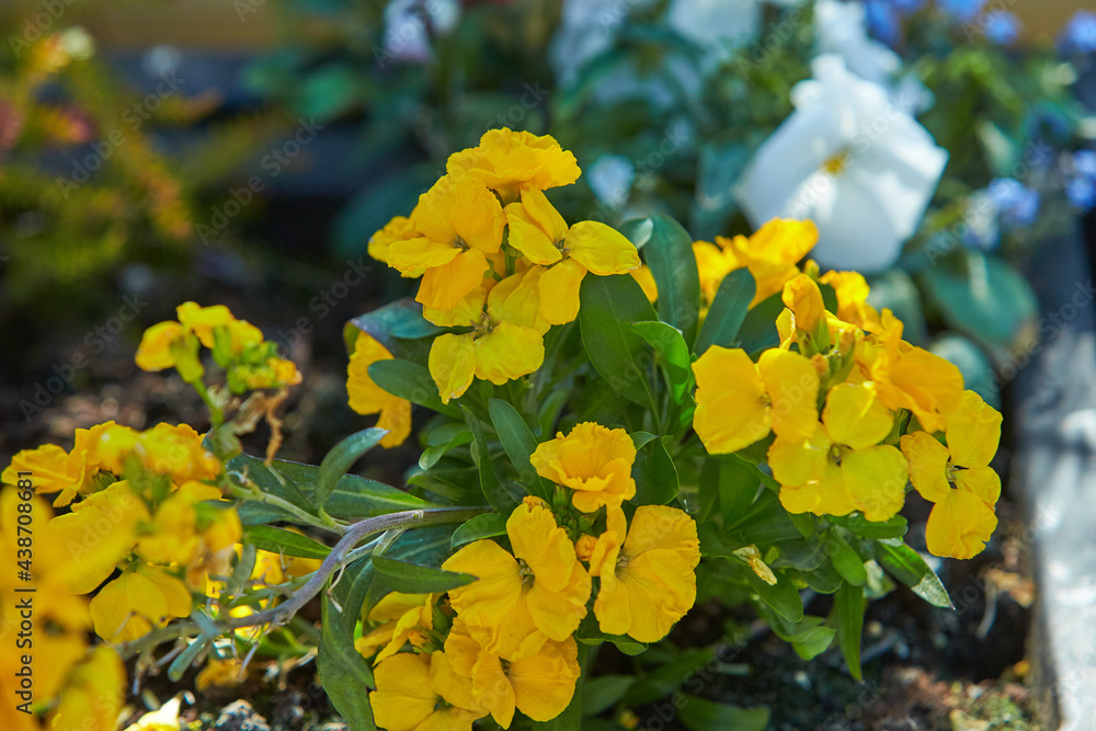 Close up of yellow wallflowers (erysimum) in bloom with a green background Close up of yellow wallflowers (erysimum) in bloom with a green background