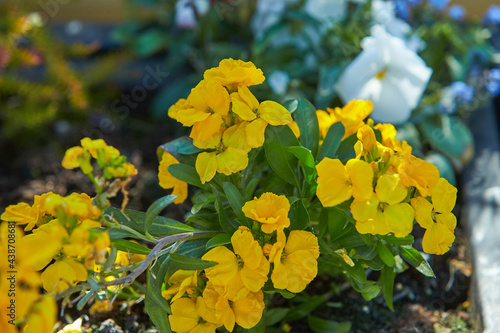 Photos Close up of yellow wallflowers (erysimum) in bloom with a green background