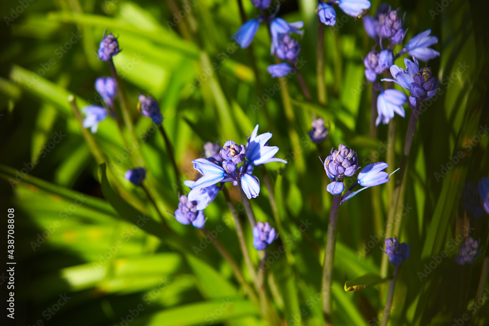 Beautiful bunch of Bellflowers (Campanula). Blue, purple and violet is color. Rich and strong in color, against a bright green background. Blooming in early spring time. Blurry bokeh background. Beautiful bunch of Bellflowers (Campanula). Blue, purple and violet is color. Rich and strong in color, against a bright green background. Blooming in early spring time. Blurry bokeh background.