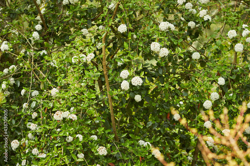 Green bush with white flowers buldenezh photo