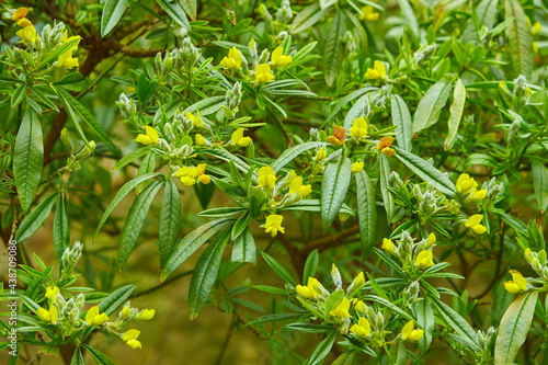 Berberis frikartii branch. Thorny branches of berberis frikartii with bright yellow flowers. photo