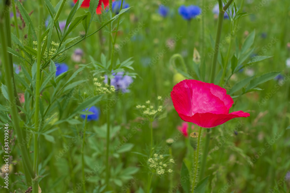 Obraz premium Colourful wild flowers, including cornflowers and poppies, on a roadside verge in Ickenham, West London UK. The Borough of Hillingdon has been planting wild flowers next to roads to support wildlife.
